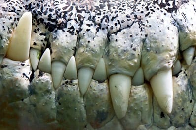 Los dientes de un cocodrilo pueden renovarse hasta 50 veces.