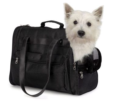 Un perro transportado dentro de un bolso.