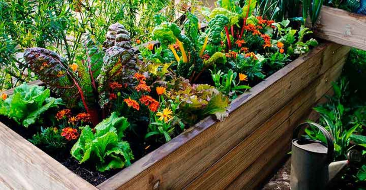 Cómo montar un huerto urbano en tu propia casa o en una terraza