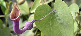 La hierba medicinal Aristolochia es cancerígena.