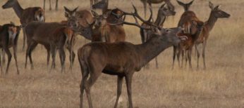 La berrea de los ciervos, típica en Extremadura.