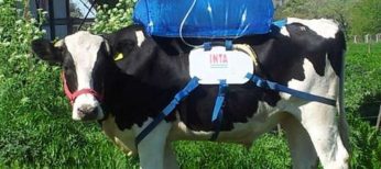 Las vacas emiten muchos gases que pueden emplearse como combustible para coches.