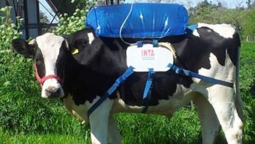 Las vacas emiten muchos gases que pueden emplearse como combustible para coches.