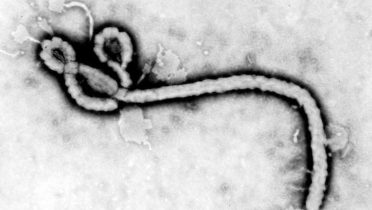 virus-ebola