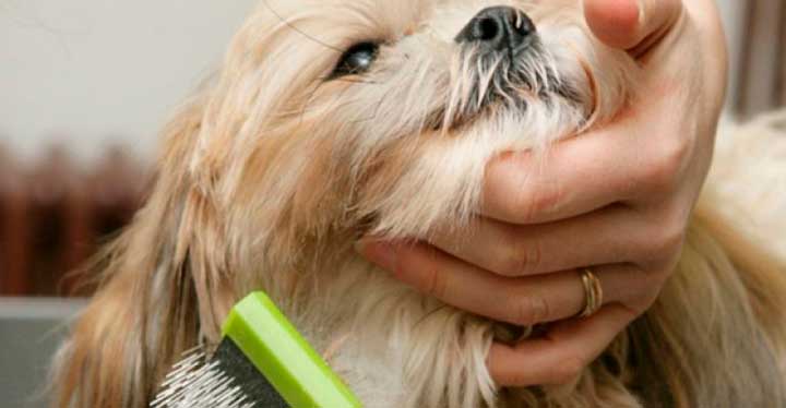 Cómo eliminar las garrapatas de mi perro-1