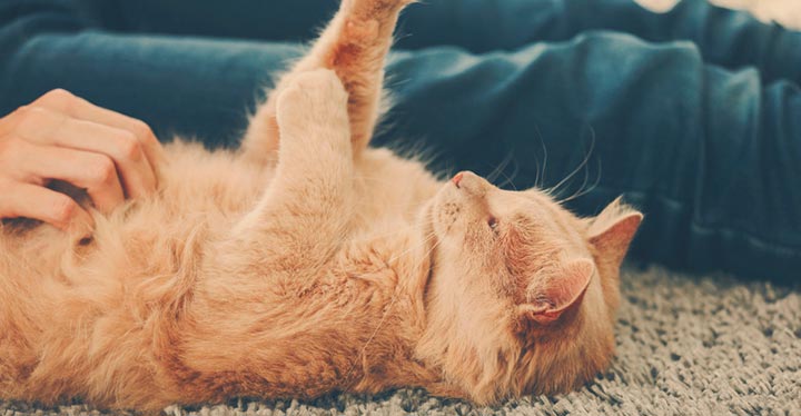 Cómo saber si mi gato me quiere con estas 8 señales-1