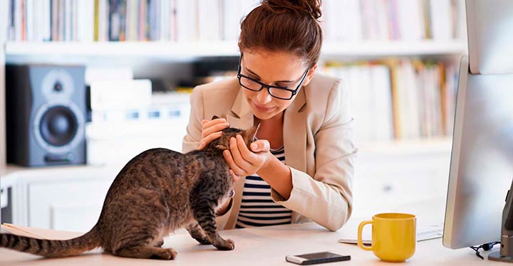 Cómo comunicarte con tu gato-1