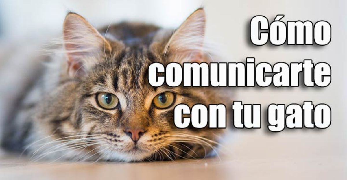 Cómo comunicarte con tu gato