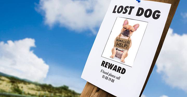 Cómo encontrar a un perro perdido-1