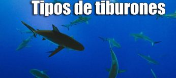 Tipos de tiburones en España