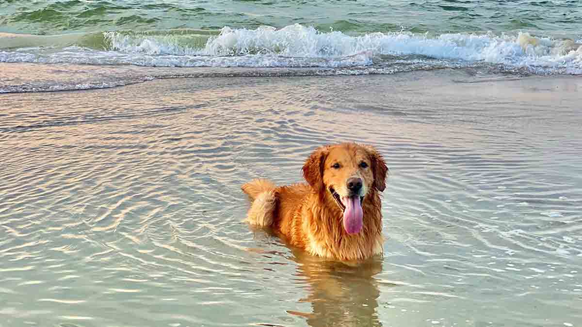 Un perro se baña en la playa.