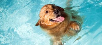 Síntomas de un golpe de calor en perros y cómo actuar