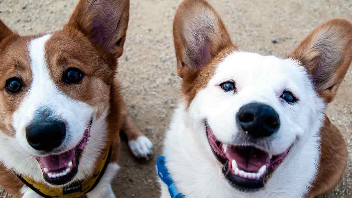 perros felices