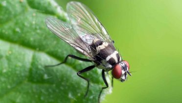 6 remedios naturales para ahuyentar a las moscas para siempre de tu casa