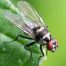 6 remedios naturales para ahuyentar a las moscas para siempre de tu casa