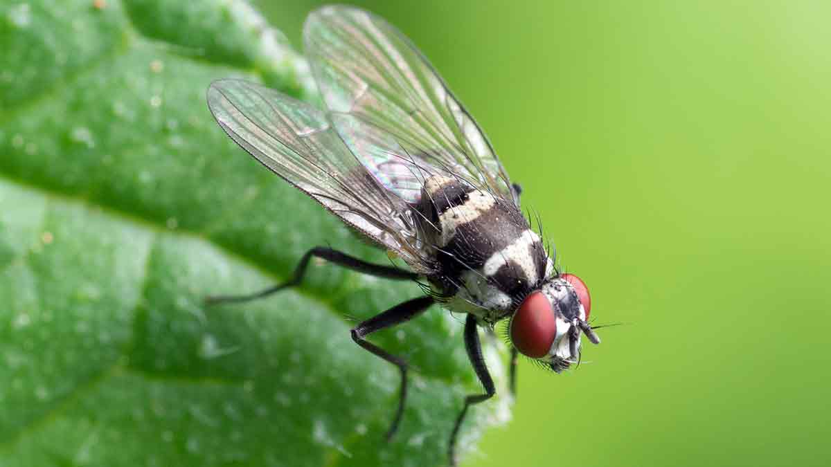 Me gusta Naufragio Armstrong 6 remedios naturales para ahuyentar a las moscas para siempre de tu casa