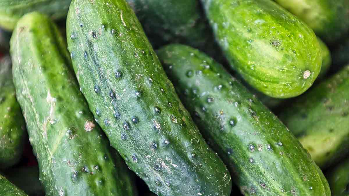 6 propiedades del pepino beneficiosas para la salud