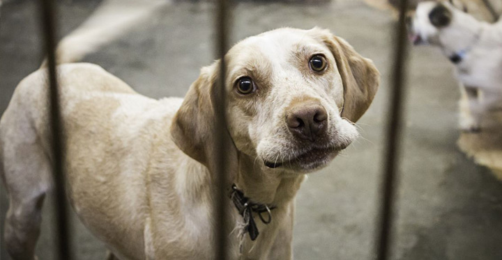 Adoptar un perro de raza pequeño en una protectora de animales.