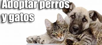 Cómo adoptar un perro pequeño o un gato