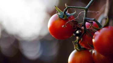 Cómo plantar tomates cherry en casa