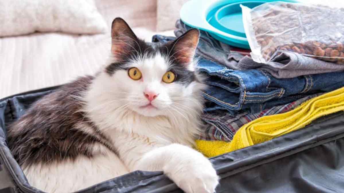 Consejos para viajar con un gato en avión