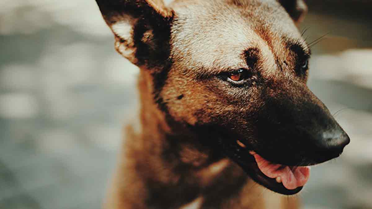 Cuidados de un perro