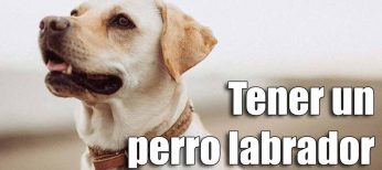 Qué necesito para tener un perro labrador