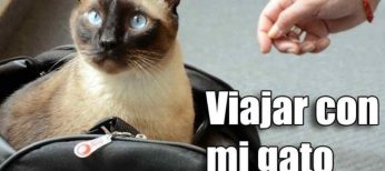 Consejos para viajar con un gato en avión, tren y coche