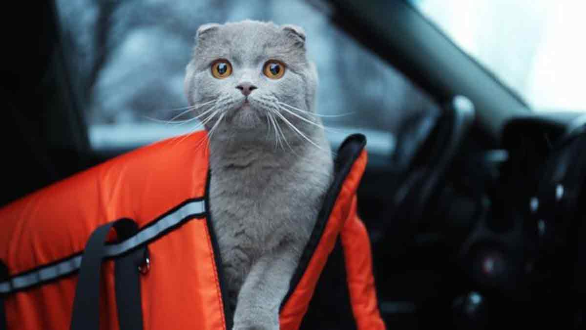 Cómo viajar con un gato en avión