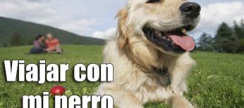 Cómo viajar con tu perro