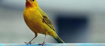 Causas por las que un canario no canta y cómo solucionarlo