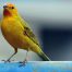 Causas por las que un canario no canta y cómo solucionarlo