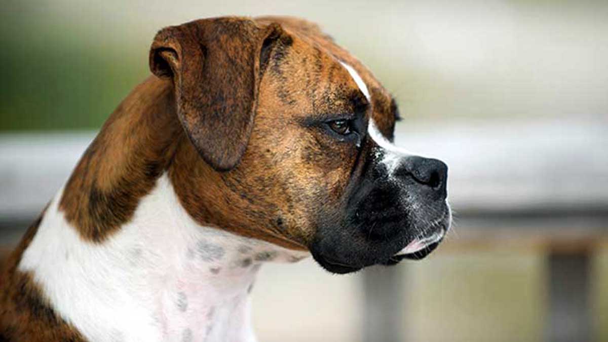 Coberturas de seguros para perros