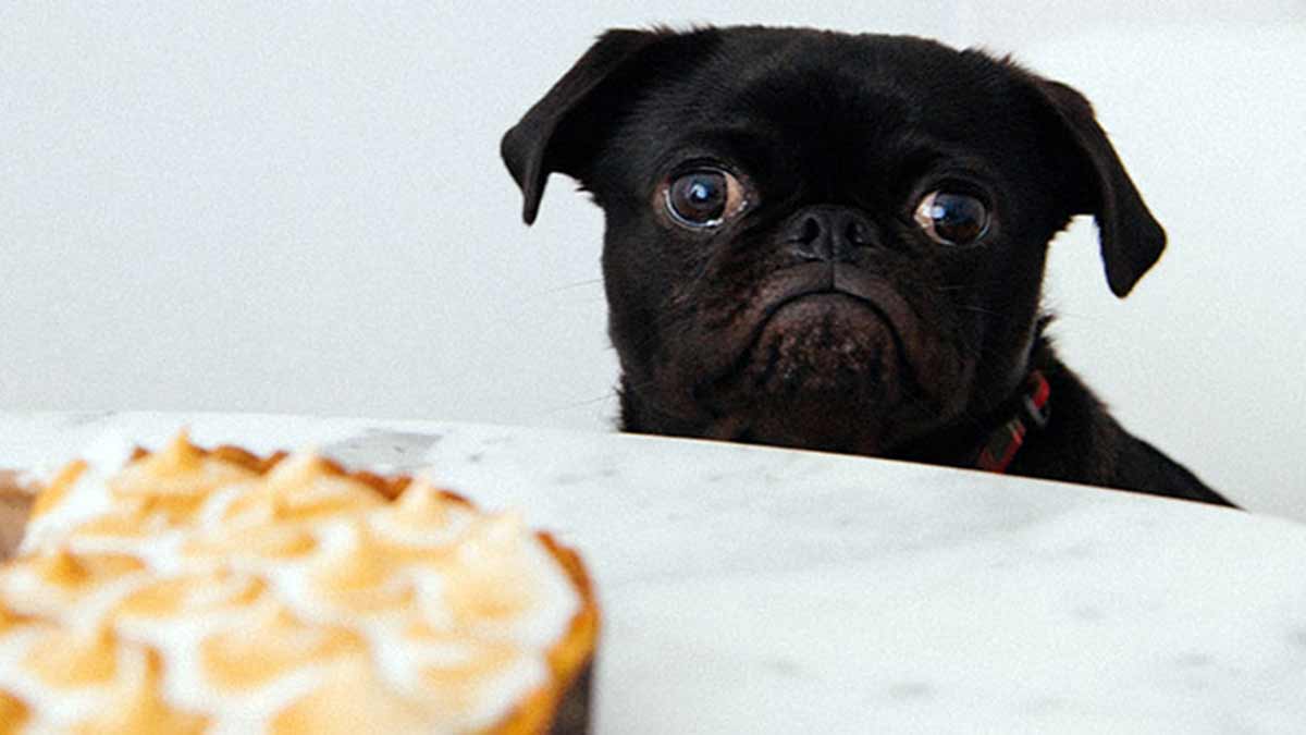 Trucos para que mi perro coma