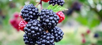 Las 9 propiedades de las moras que son buenas para la salud