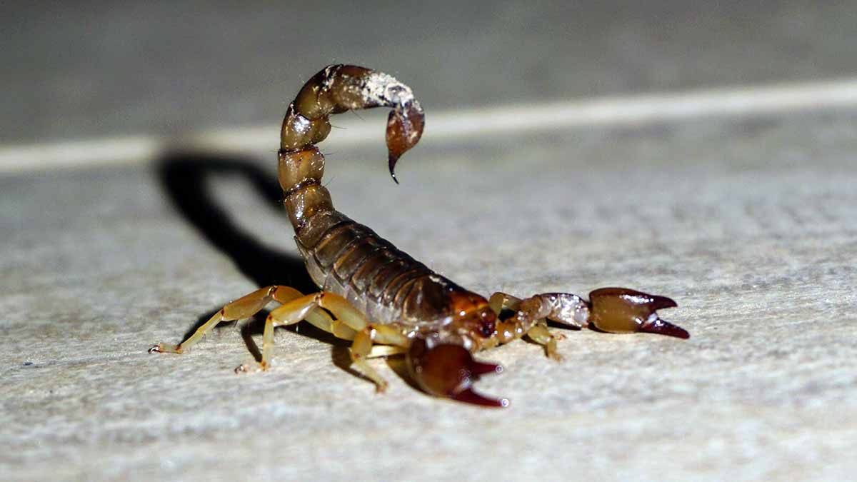 Escorpión