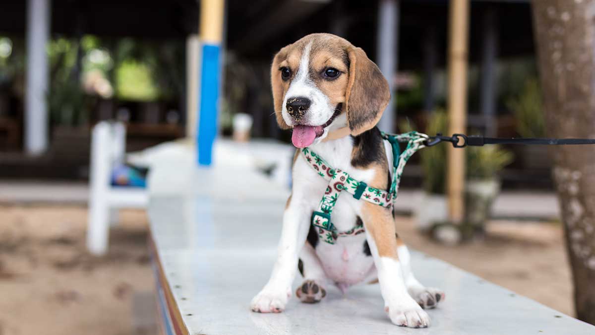 Pilar técnico sobrina Estos son los perros más baratos de cuidar y mantener