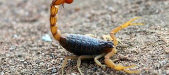 Qué hacer si te pica un ciempiés (escolopendra) o un escorpión (alacrán)