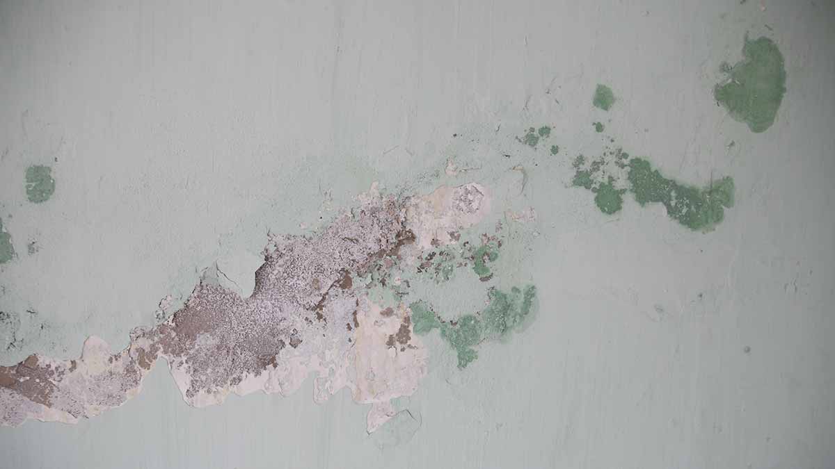 Cómo quitar el moho de las paredes de tu vivienda?