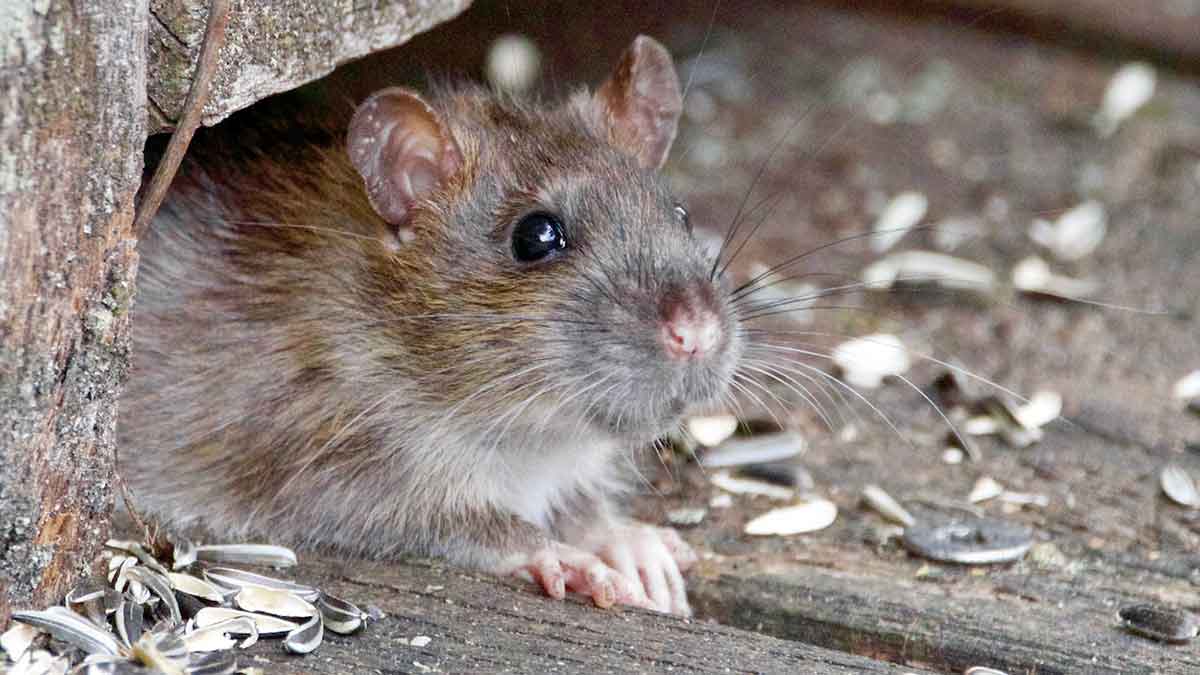 Control de plagas de ratas