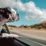 Cómo llevar a un perro en el coche, normativa y multas por atarlo mal