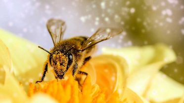 Cómo ahuyentar abejas sin matarlas