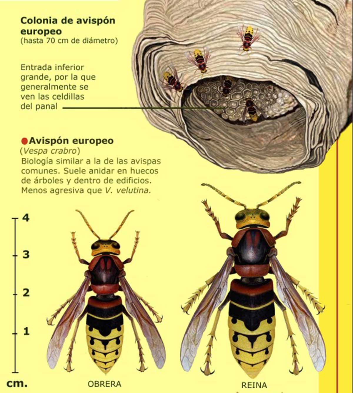 Qu Hacer Si Hay Avispas Asi ticas Cerca De Mi Casa Casacochecurro Qu Hacer Si Hay Avispas Asi ticas Cerca De Mi Casa Casacochecurro