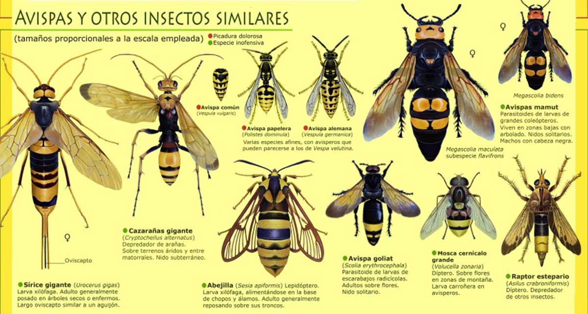 Otros insectos y avispas similares