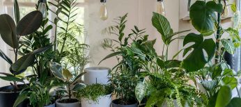 Las 15 plantas de interior resistentes para tu casa que no se mueren