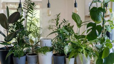 Las 18 plantas de interior resistentes para tu casa que no se mueren