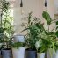 Las 15 plantas de interior resistentes para tu casa que no se mueren