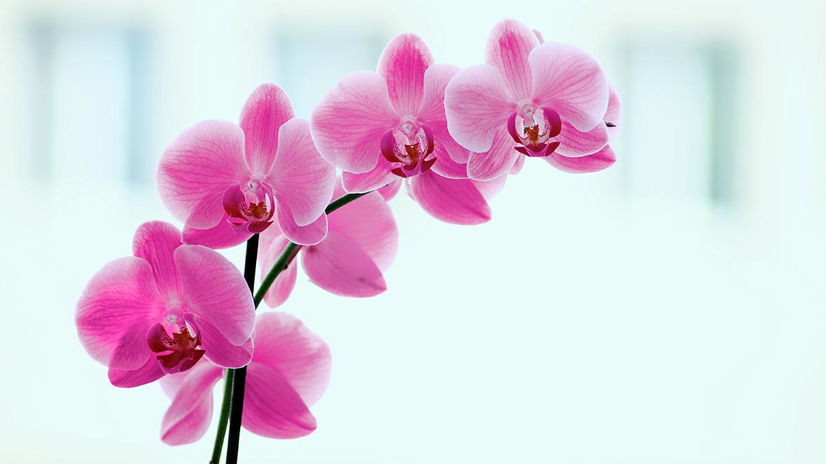 Flores de la orquídea