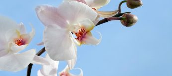 Cómo cuidar una orquídea