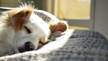 ¿Los perros pueden dormir en la terraza de un piso?